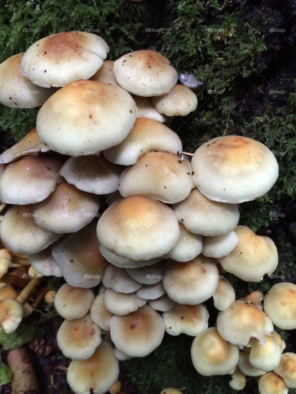 Mushrooms 