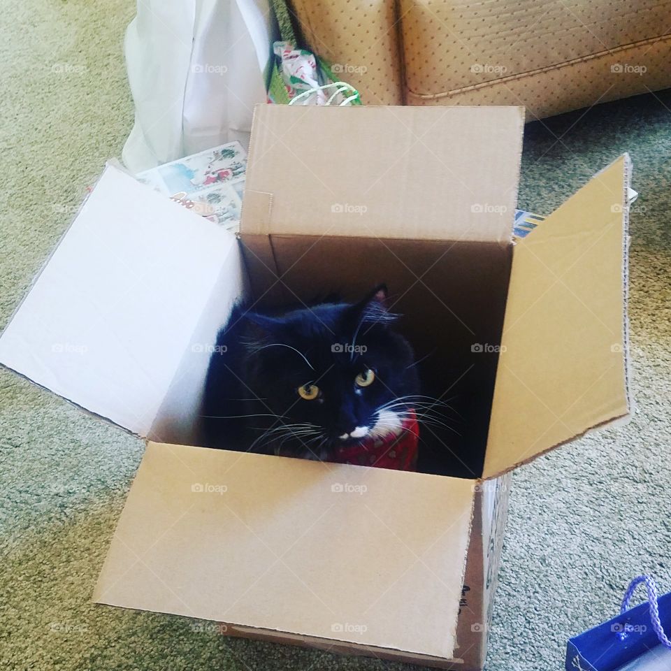 Holiday Present Cat