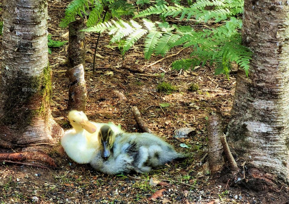 Ducklings out enjoying the sunshine and the forest.