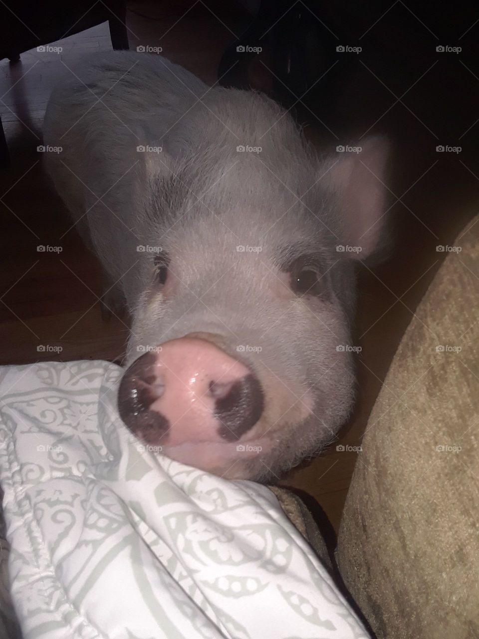 Pot belly pet pig named Petunia on Thanksgiving day hanging out cute wet pig snout, nose, with spots