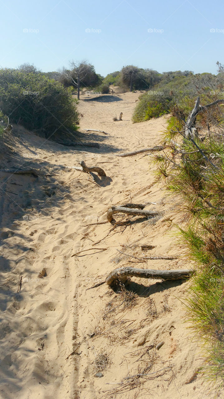 A path in sand dunes, Spain, pine trees, footprints, bike tracks