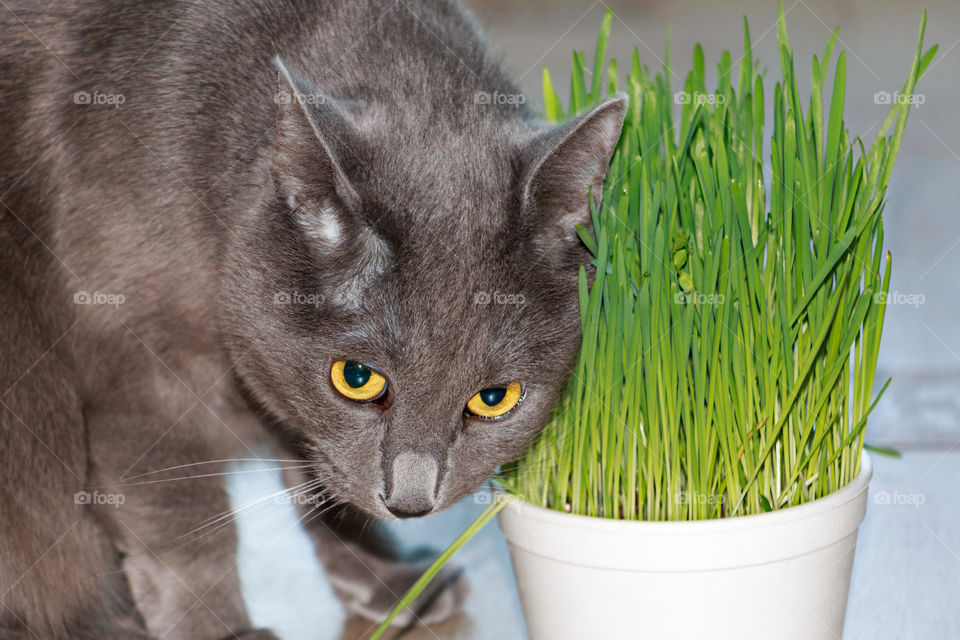 Russian blue cat and grass