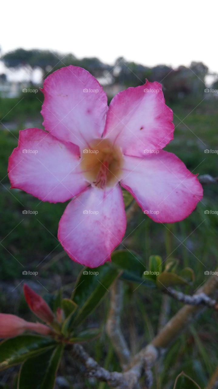 Desert Rosa close-up