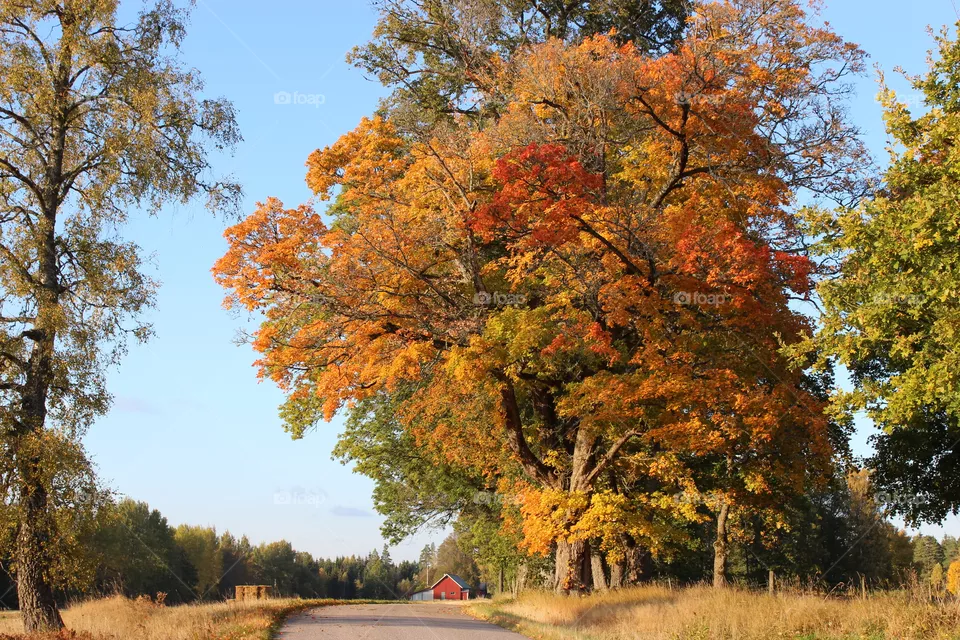 Autumn