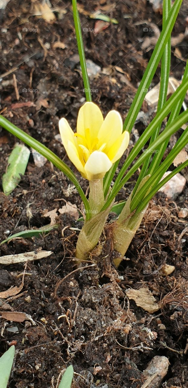 first flower in the spring