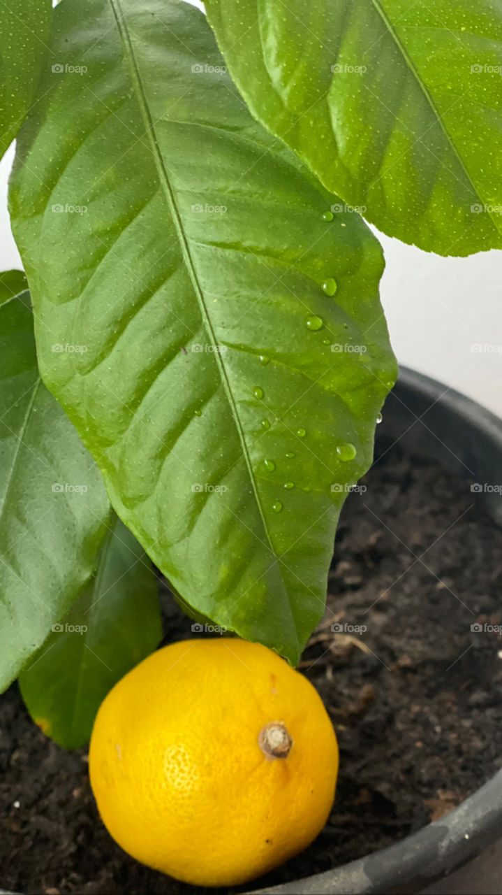 Waterdrop on the lemon 