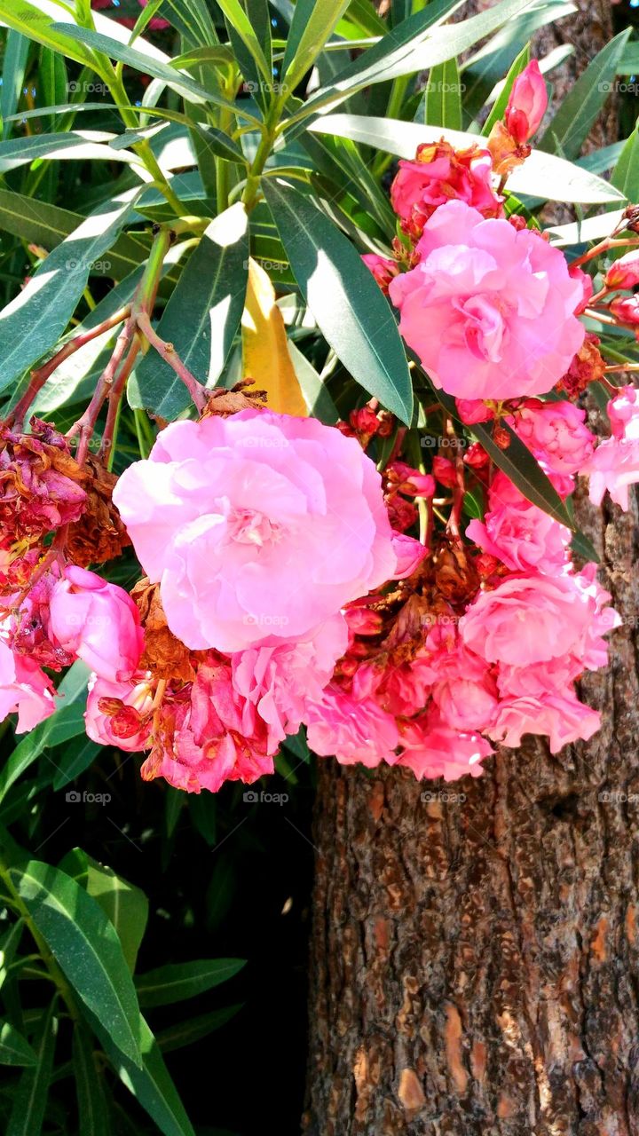 A close up of a bush of pink oleanders (Nerium oleander) on the Italian island of Ischia