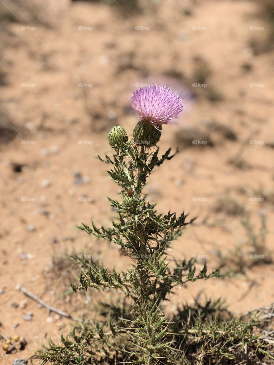 Another view of pink