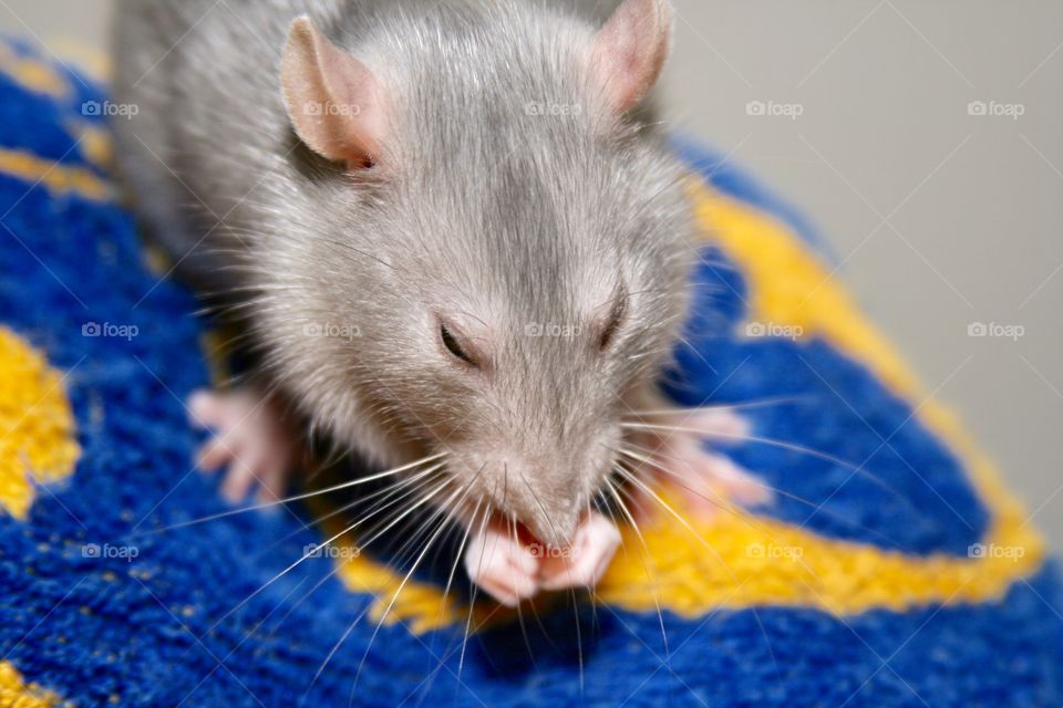 Eating Rat 