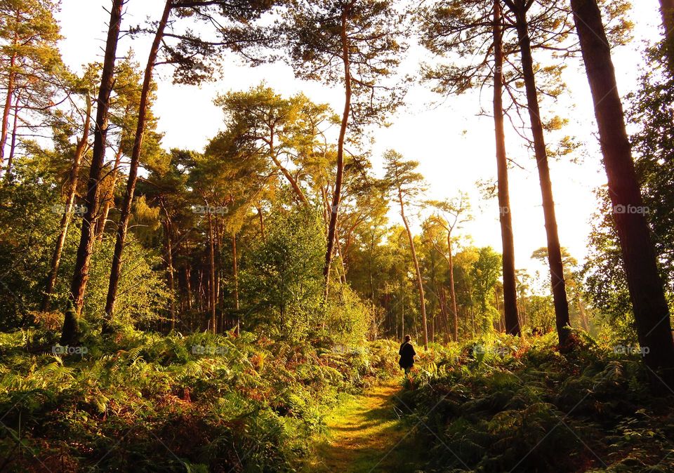 Scenics nature of forest