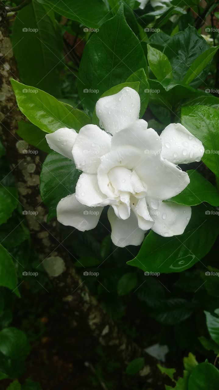 Natural white flower