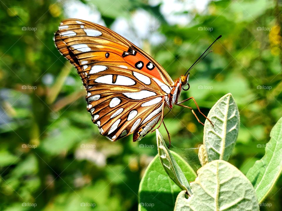 orange, white and brown butterfly