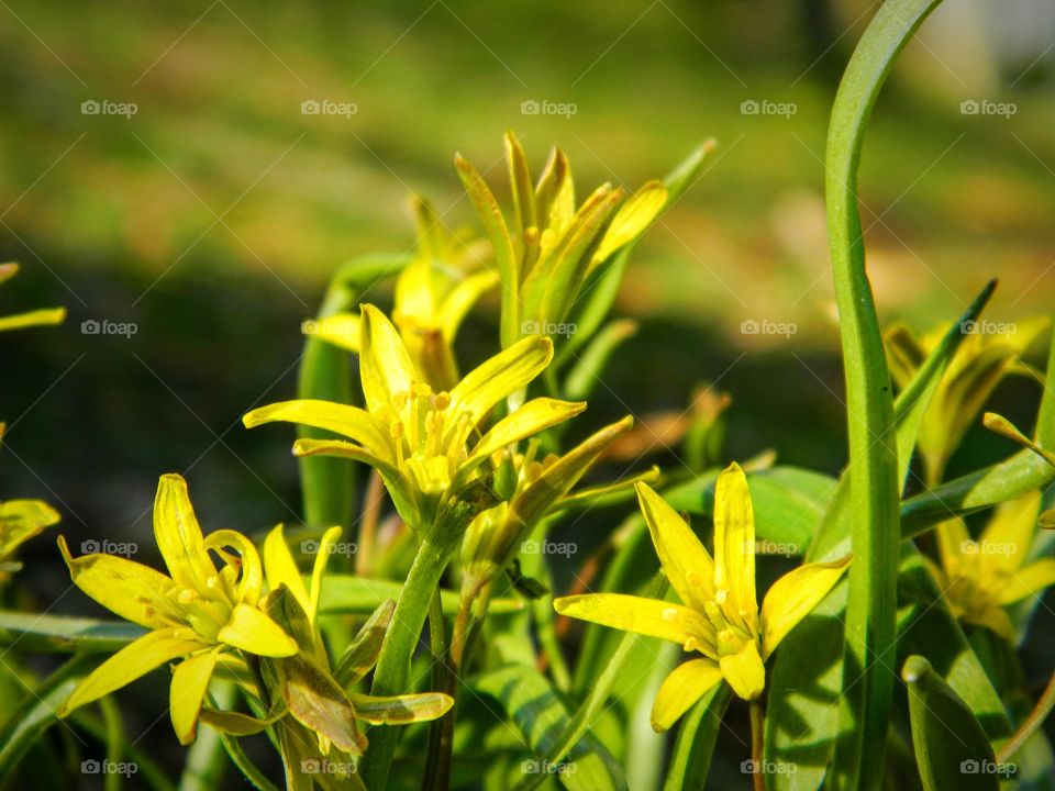 Yellow flowers 