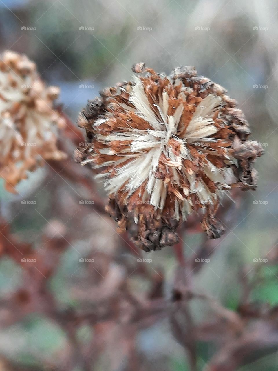 winter garden after frosty night - dried aster flower