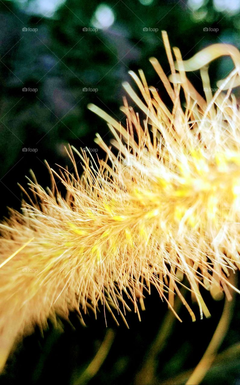 Yellow, soft, delicate plume of Pampas grass