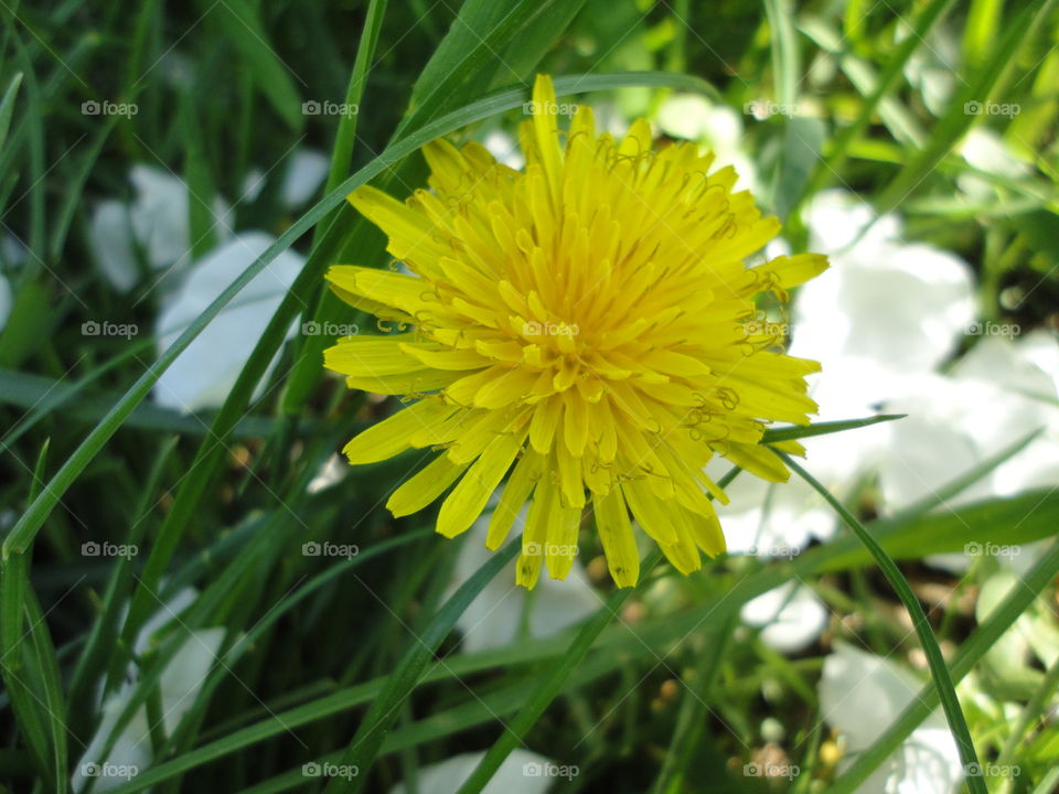 Nature, Grass, Summer, Flora, Flower