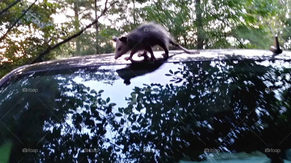opossum