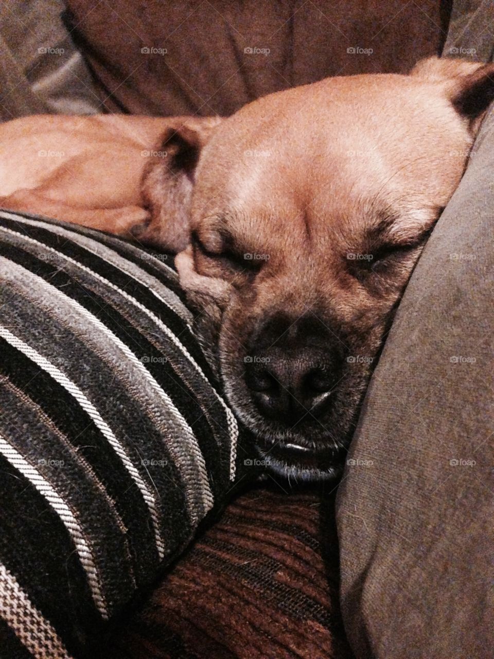 Sleeping pillow pug