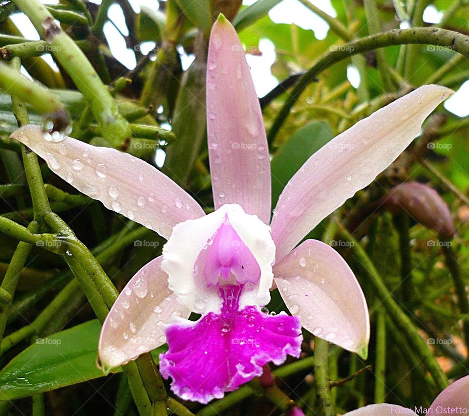 Orchid Flower