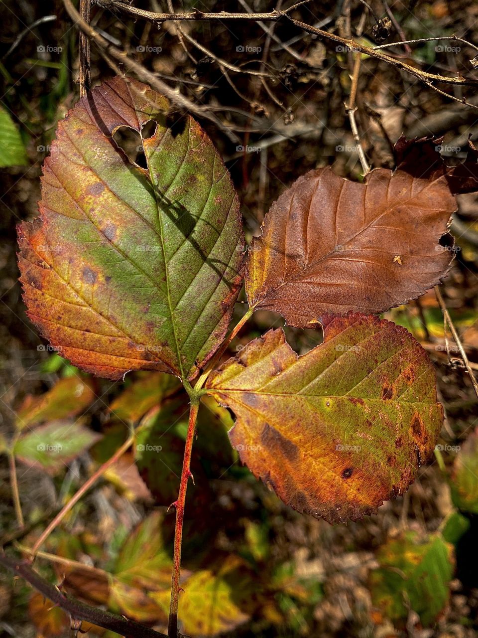 Fall Fire