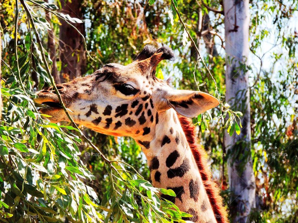 Giraffe Life at San Diego Zoo