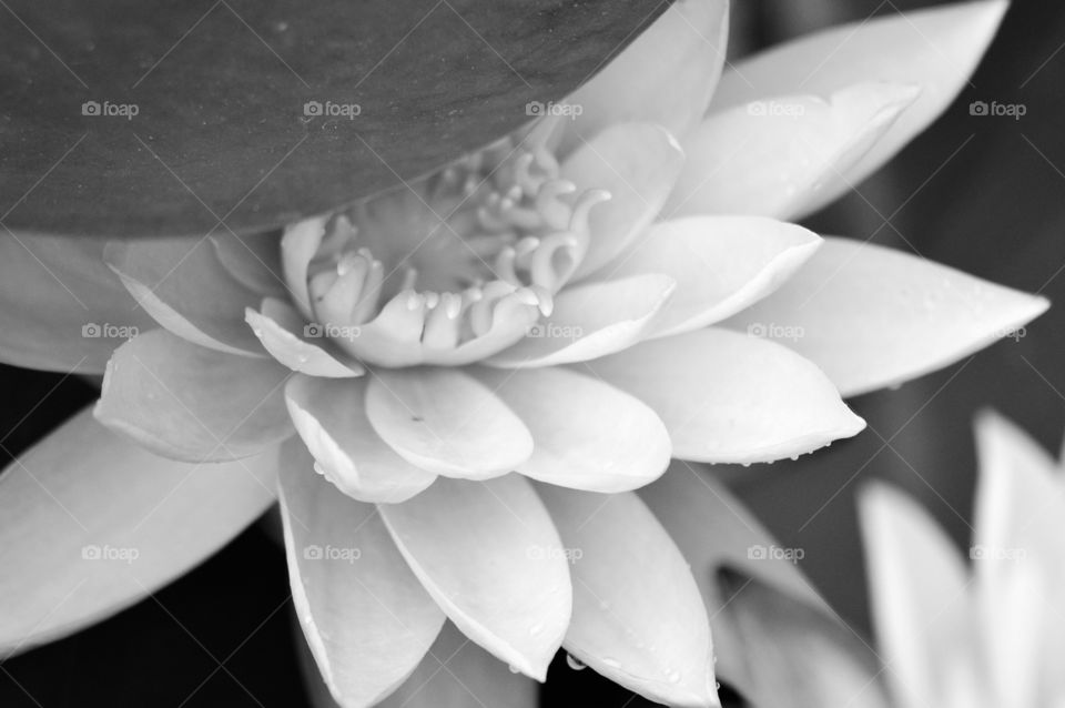 lotus b&w