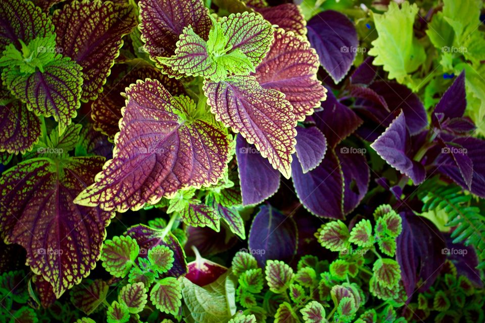 An arrangement of assorted colorful Coleus plants with various-sized leaves in natural light 