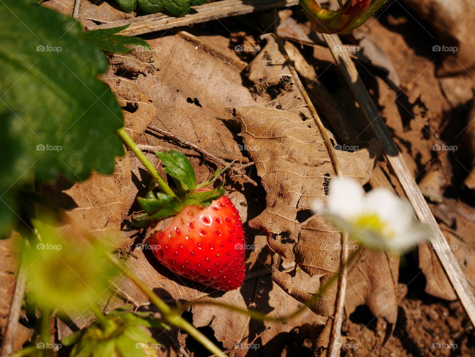 Focus little strawberry fall on the ground