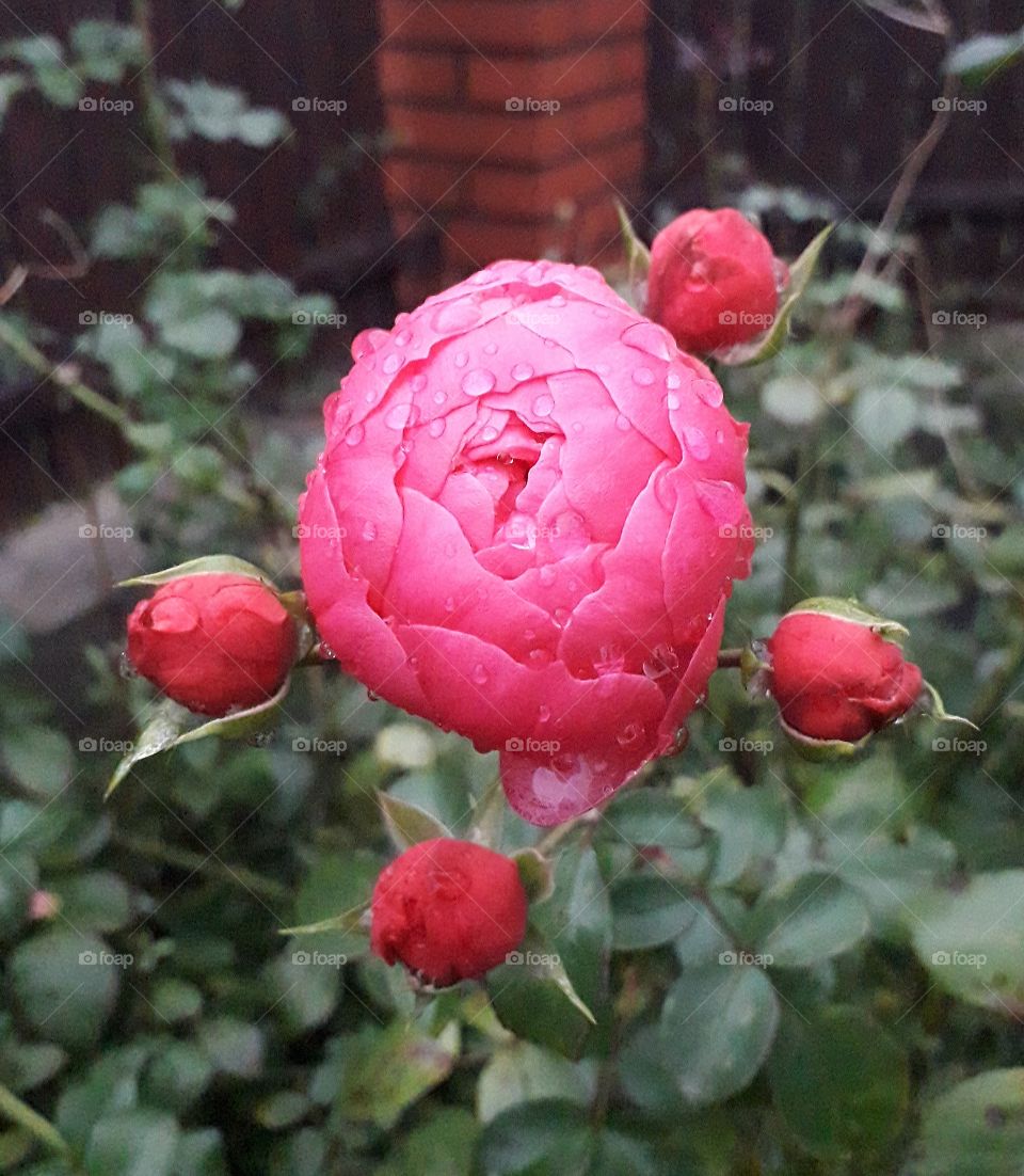 odd numbers  - pink rose in bloom and buds after rain