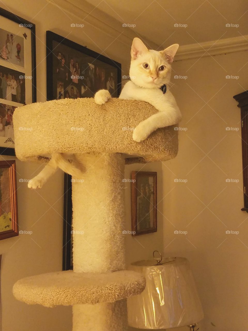 reigning from on high