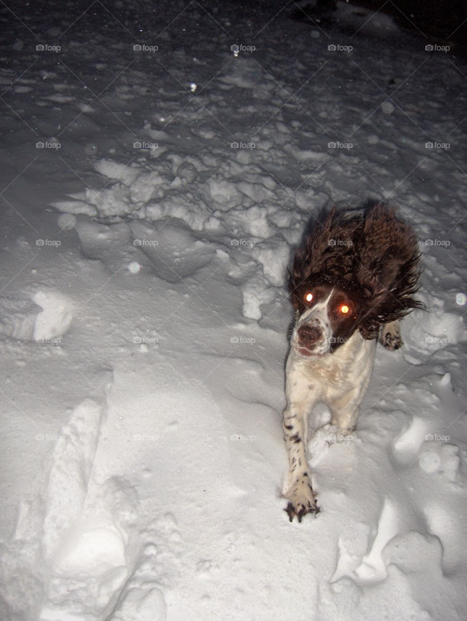 Dog playing in snow 