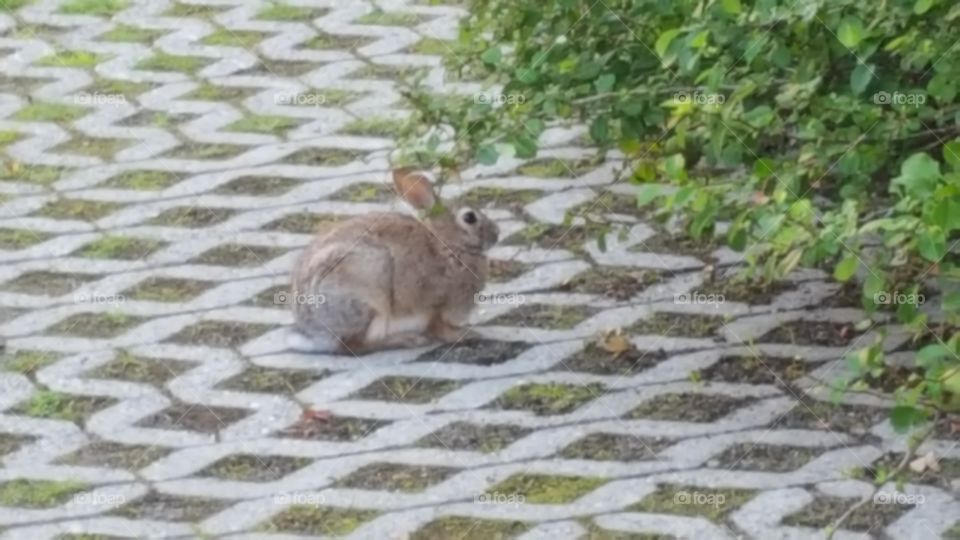 wild rabbit near my work