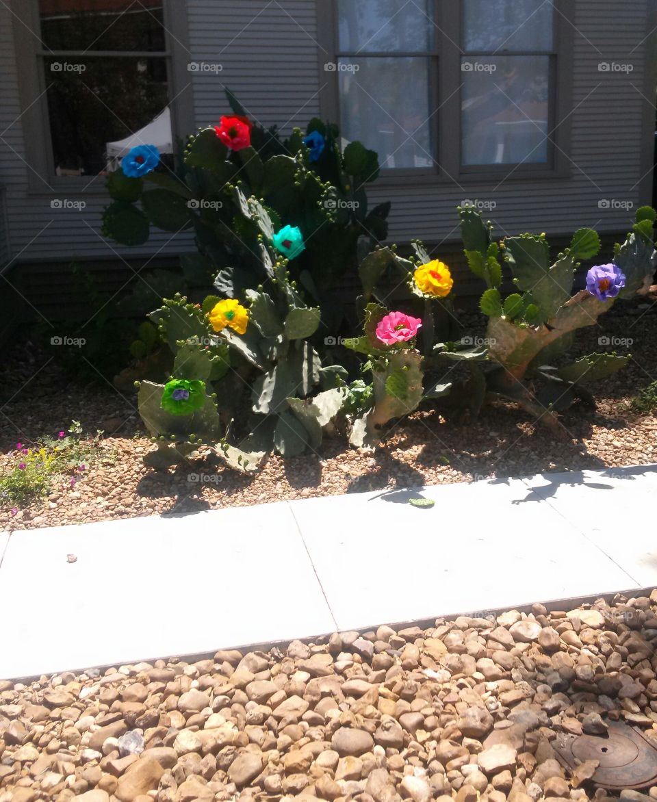 cactus flower. Cactus with paper flowers in San Antonio