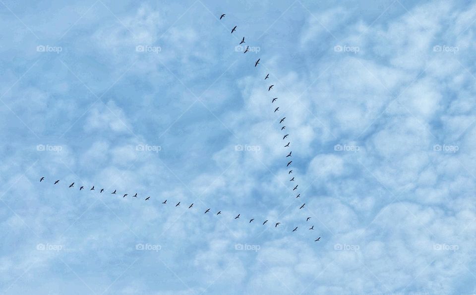 Birds in the sky