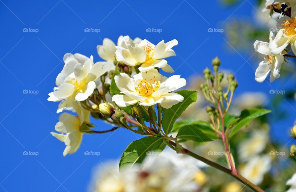 Close-up of flower