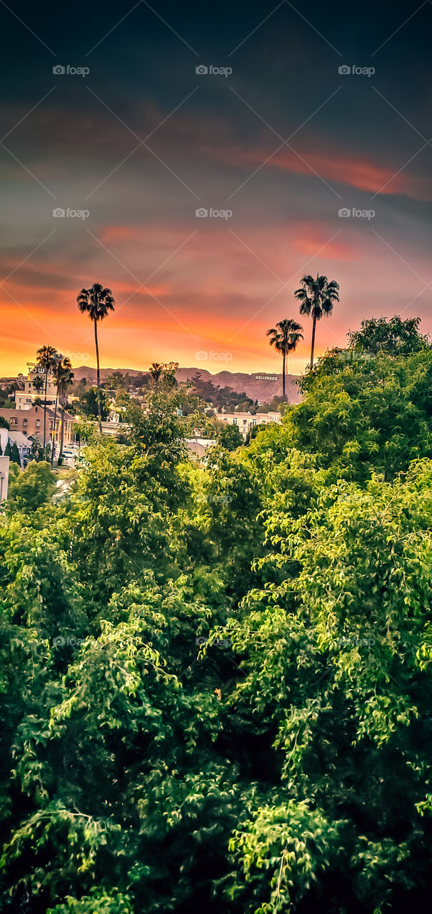 Hollywood California View and Trees/Greenery