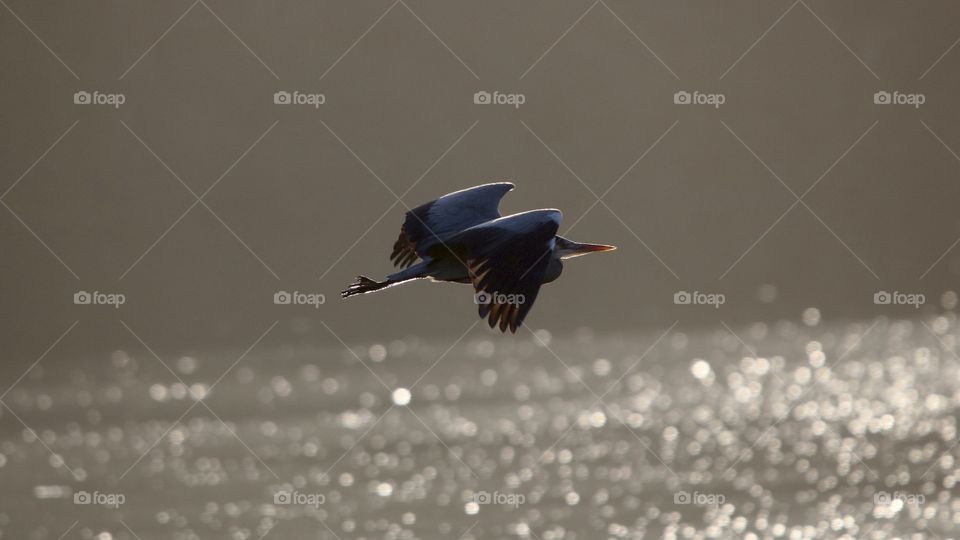 Gray heron on flight