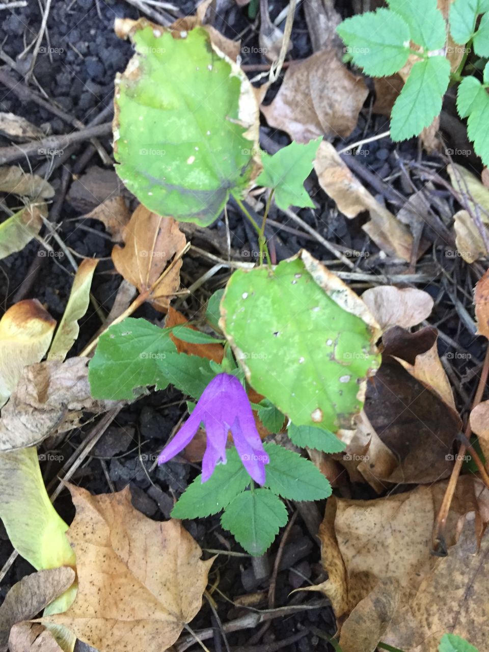 the last flower bell late in the fall in the forest