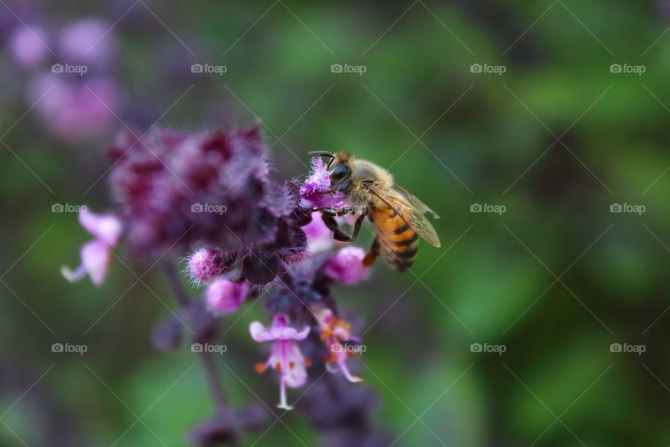 Macro picture of a honneybee pollinating on small purple flowers.