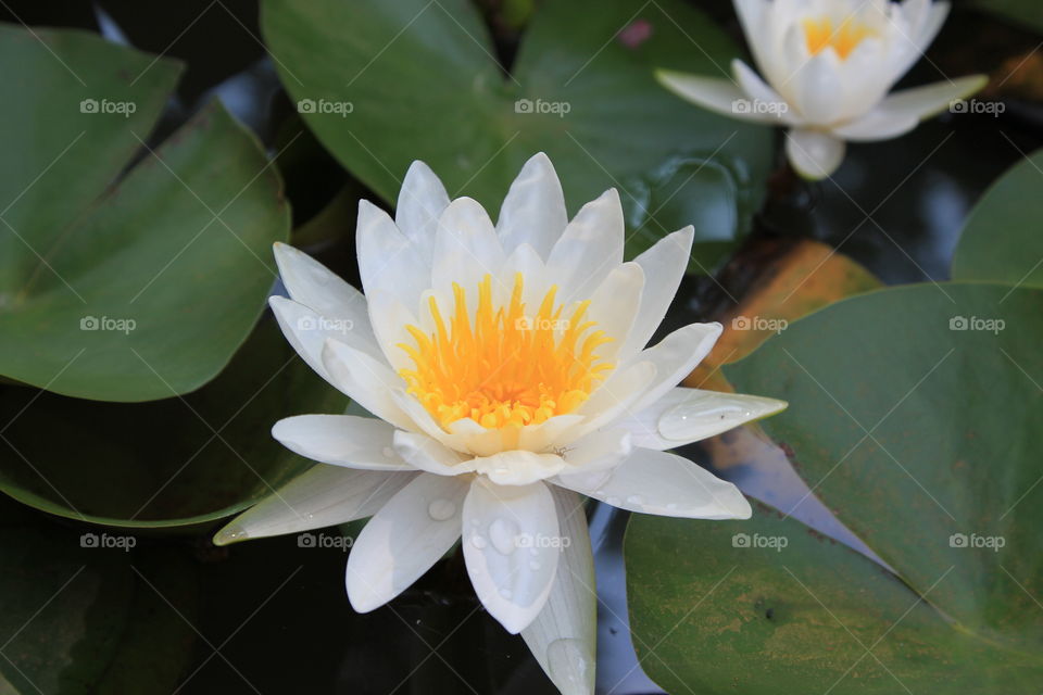White flower floating on a water