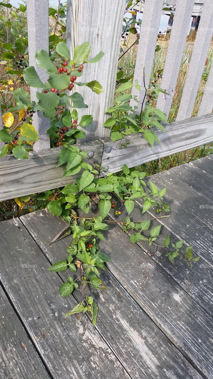 vine and berries. Huron Meadows, Michigan