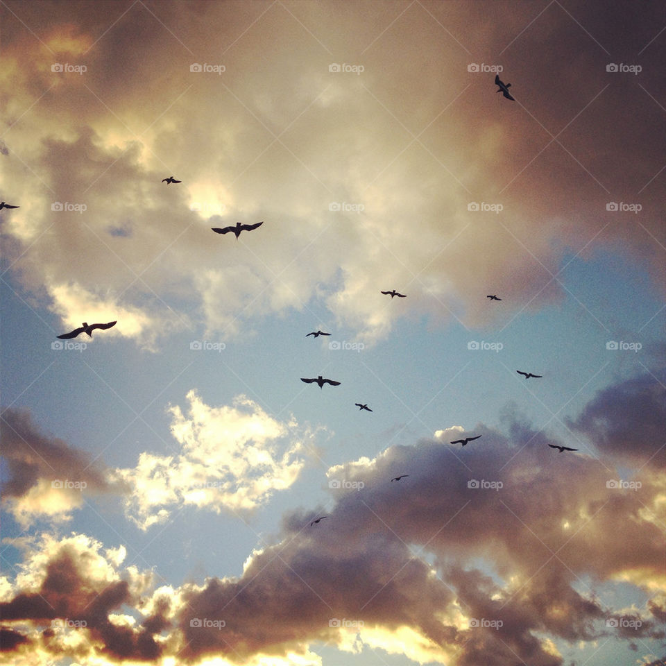 sky birds infinite by Najobo