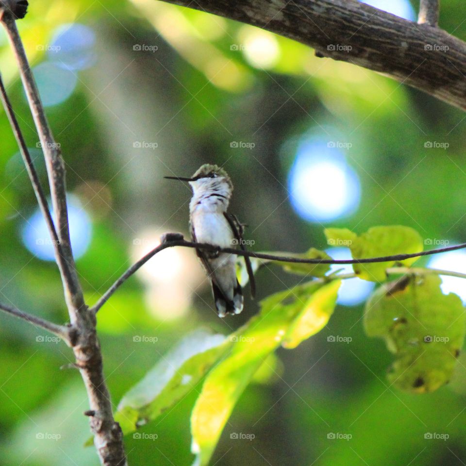 Hummingbird landing 