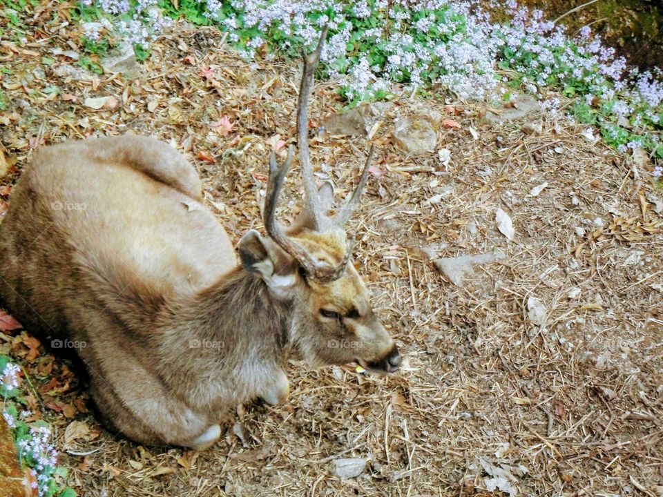 Mountain deer at zoo