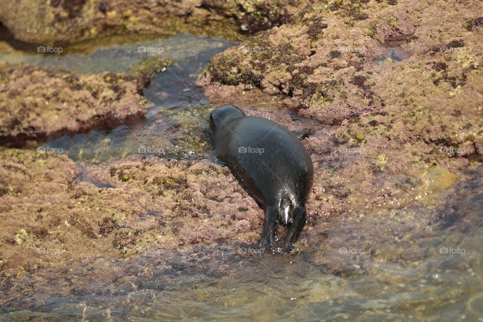 Seal pup