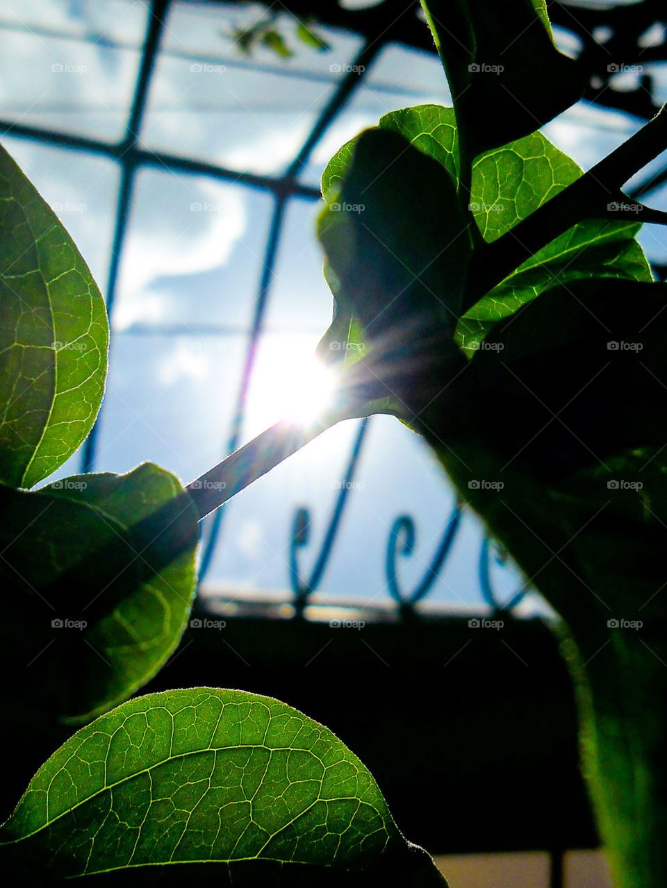 leaves, sky and sun