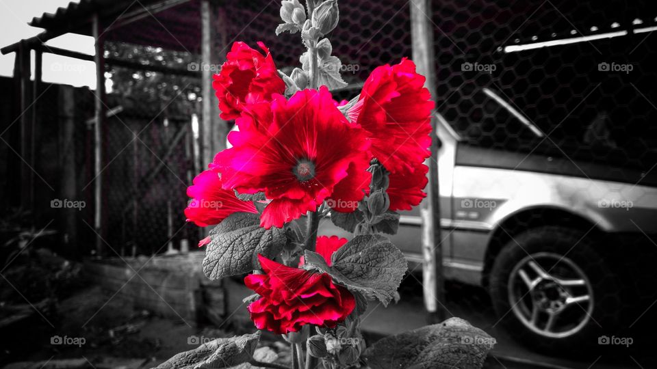 As flores de todas as cores, texturas, cheiros e, modelos, são maravilhosas no outono, na primavera, no inverno e, no verão.