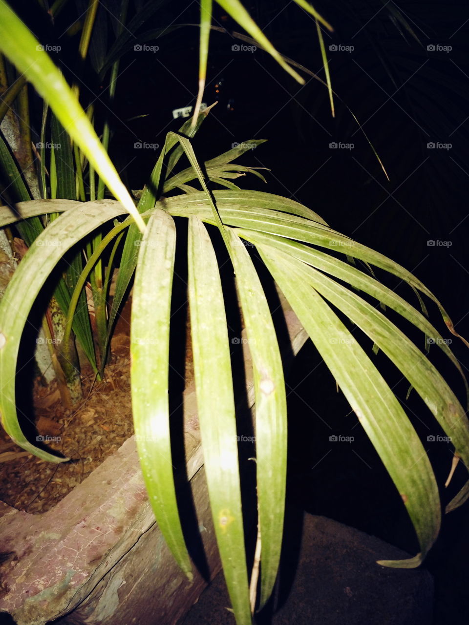 Tree, leaf, Mud, night, no People, Dark night, Shadow