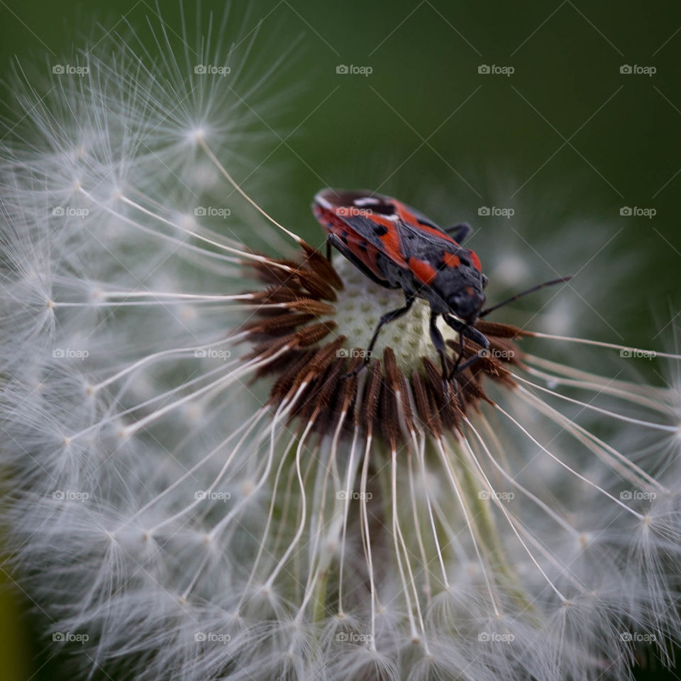 Milkweed Bug on a half wished dream