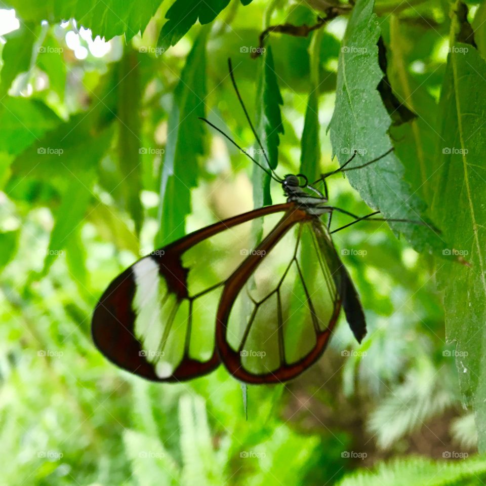 Translucent butterfly 